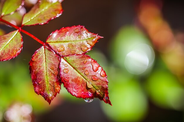 Rood rozenblad met regendruppels na regen in de herfsttuin. Bokeh met lichtreflectie