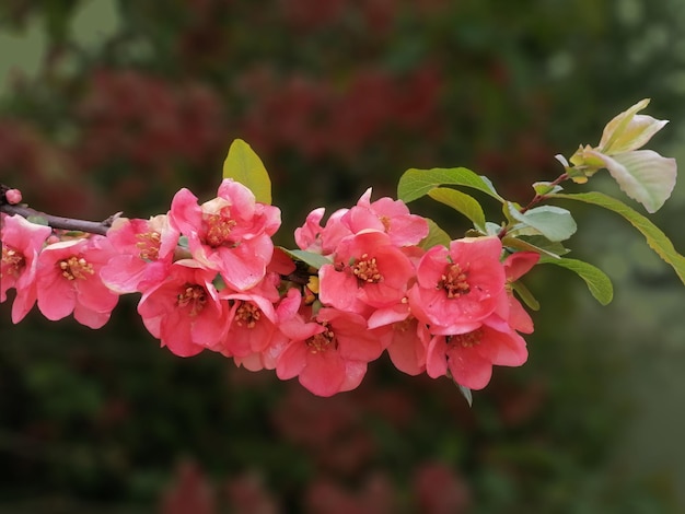 Rood stekelvarken Groen blad