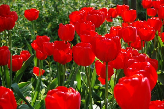 Foto rood tulpenbed