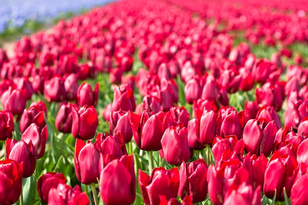 Rood tulpengebied in nederland