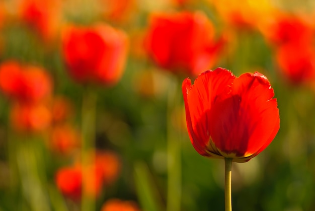 Rood tulpengebied, Ondiepe DOF. Lente achtergrond