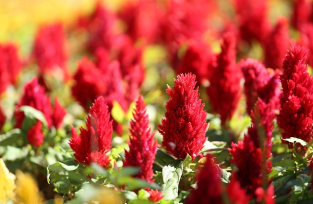 Rood van hanekambloem in bloei en ochtendzon in de bloementuin.