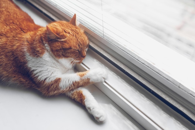 Rood witte kat slapen op de vensterbank Close-up bovenaanzicht