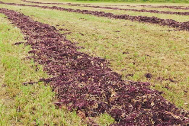 Foto rood zeewier drogen op het veld voor agar-productie