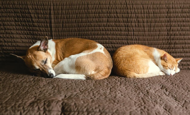 Roodachtige kat en hond slapen op een bruine bank beste vrienden zijn altijd samen