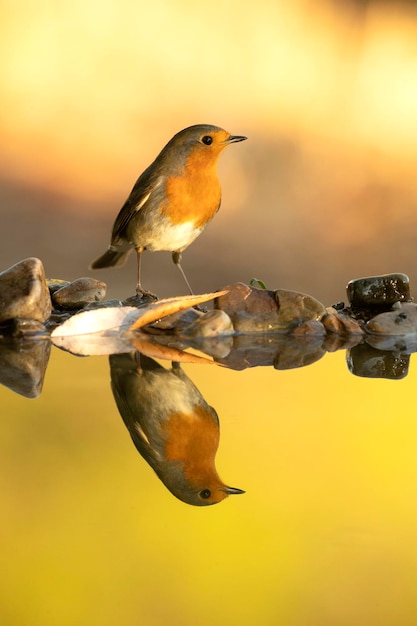 Roodborst drinkend bij een natuurlijk waterpunt in een mediterraan bos met de laatste lichtjes