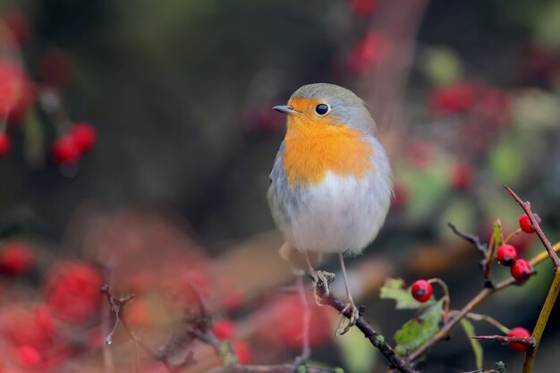 Roodborst zit op een meidoornstruik met rode bessen en regendruppels op hen