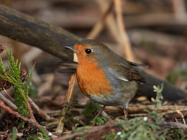 Roodborstje Erithacus rubecula