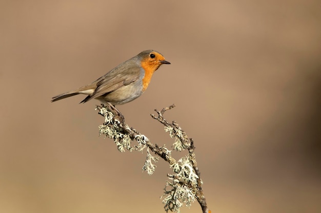 Roodborstje in een mediterraan bos met het laatste licht van een koude winterdag