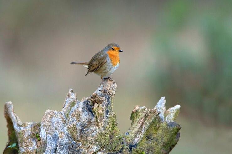 Roodborstje met de laatste avondlichten van een winterdag in een natuurlijke vijver in een dennenbos