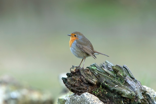 Roodborstje met de laatste avondlichten van een winterdag in een natuurlijke vijver in een dennenbos