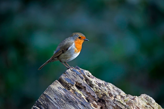 Roodborstje op zoek naar insecten