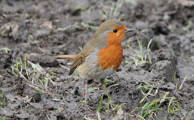 Roodborstje Robin staat op modderige grond en kijkt nieuwsgierig om zich heen