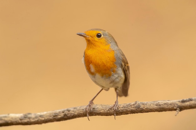 Roodborstje, roodborstje of roodborstje (Erithacus rubecula) Malaga, Spanje