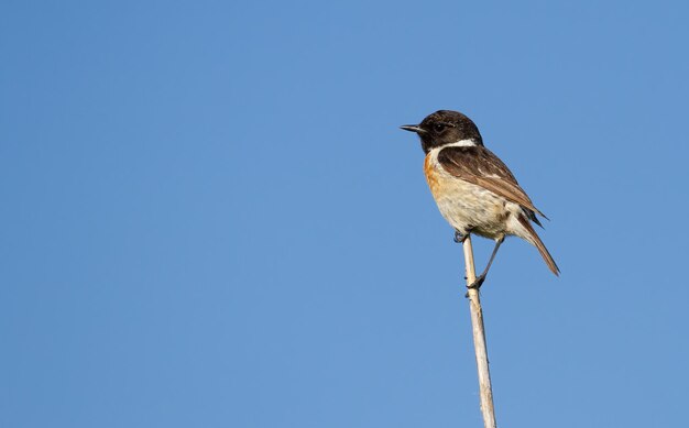 Roodborsttapuit Saxicola rubicola Een mannelijke vogel zit op een rietstengel tegen de achtergrond van de lucht