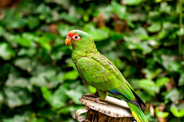 Roodbrilamazone (Amazona prerei), mooie papegaai in Zuid-Brazilië