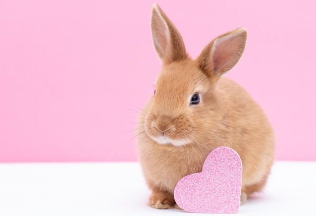 Roodbruin schattig babykonijn met een hart zittend op een roze achtergrond, mooie jonge konijnenzitting