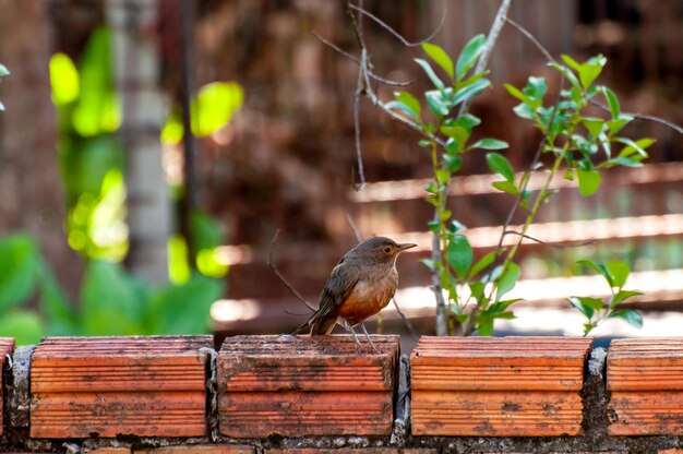 Roodbuiklijster op een hek, Braziliaanse vogel