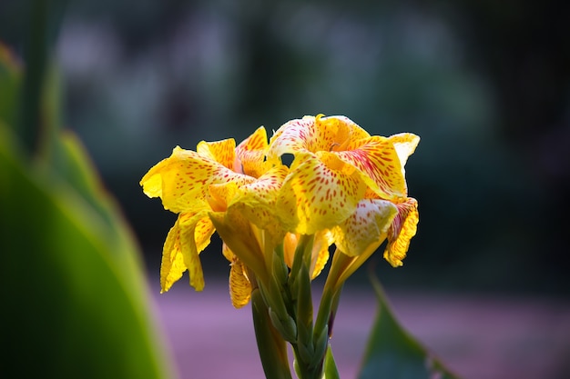 Roodgele of oranje Canna Indica, algemeen bekend als Indian shot of African arrowroot