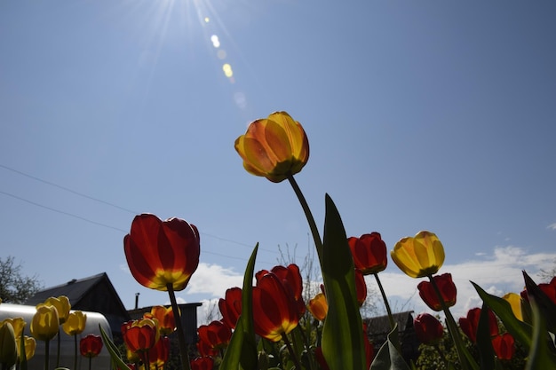 Roodgele tulpen tegen de blauwe lucht Rode bloemen Onderaanzicht