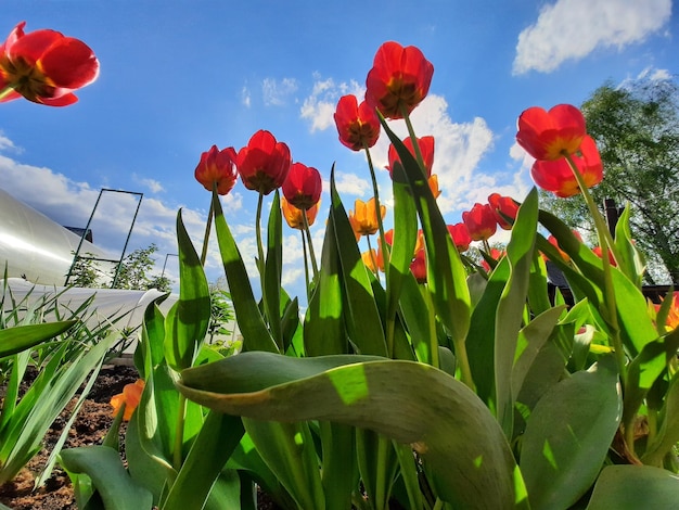 Roodgele tulpen tegen de blauwe lucht Roodgele bloemen Onderaanzicht