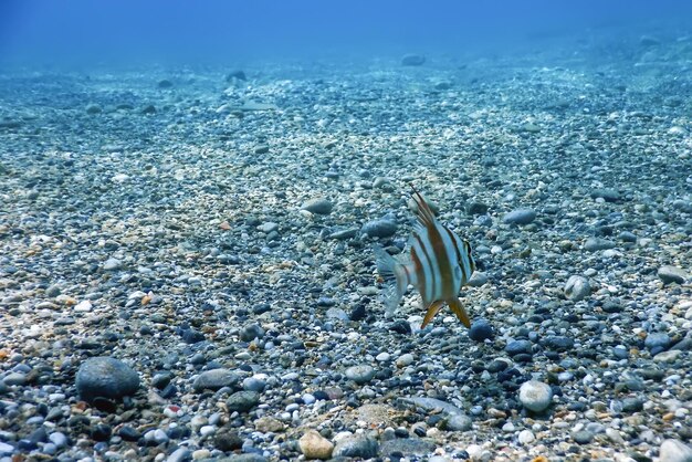 Foto roodgestreepte zeebrasem underwater (pagrus auriga) under the sea beautiful fish