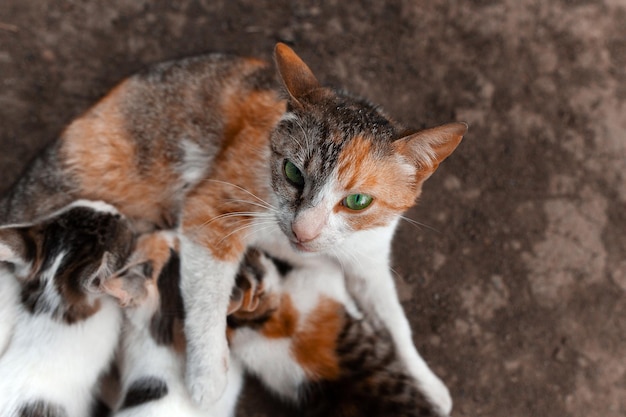 Roodgevlekte kat met groene ogen kijkt in de lens Geeft 3 kittens borstvoeding