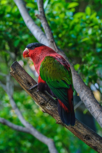 Roodgroene heldere papegaai in puerto de la cruz