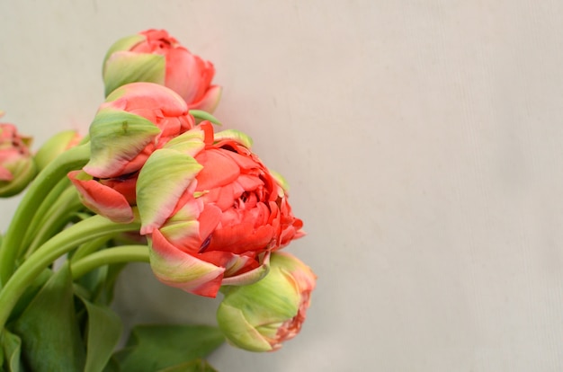 Foto roodgroene tulp voor achtergrond