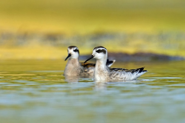 Roodhalsfranjepoot Phalaropus lobatus