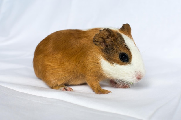 Roodharig met witte vlekken cavia op een witte muurachtergrond