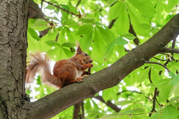 Roodharige harige eekhoorn zittend op een boom en eten