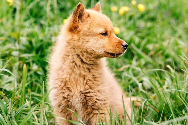 Foto roodharige hond een finse pomeraniaanse puppy van een maand oud in het gras met bloemen karelofijnse hond