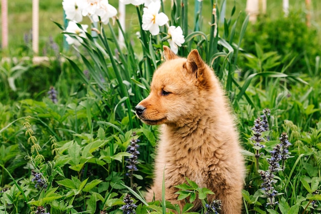 Foto roodharige hond een finse pomeraniaanse puppy van een maand oud in het gras met bloemen karelofijnse hond