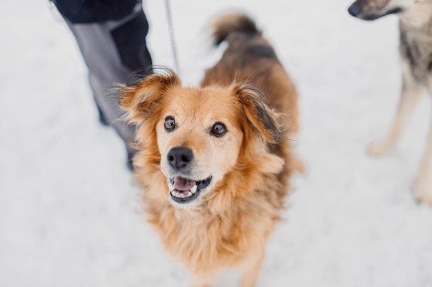 roodharige hond voor een wandeling in de winter in een besneeuwd park