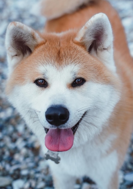 Roodharige Japanse akita loopt op het strand, close-up portret