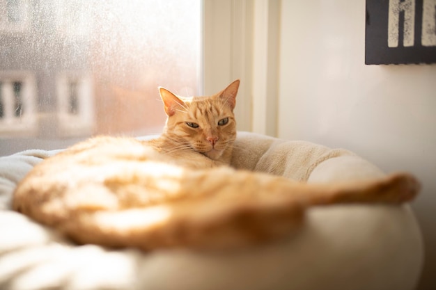 Roodharige kat liggend op een bed rustend bij zonsondergang in de warmte van het huis in de winter op een zonnige dag