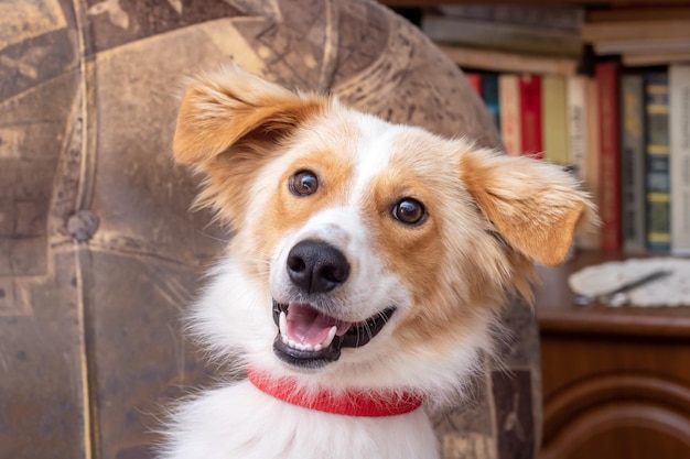 Roodharige pluizige hond die thuis close-up glimlacht