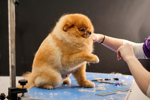 Roodharige Pommerse hond stak zijn poot op de trimtafel