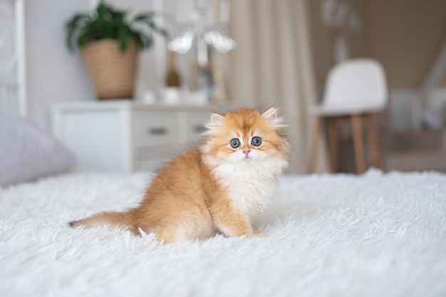 Roodharige rasechte langharige Britse kitten op het bed in het interieur