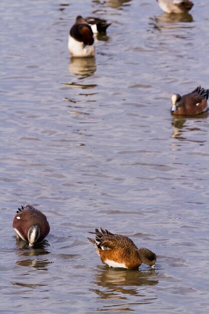 Roodharigeeenden in natuurlijke habitat op South Padre Island, TX.