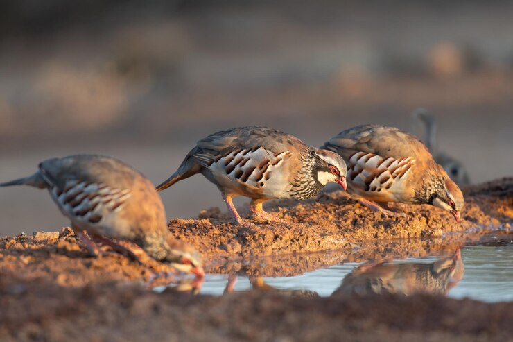 Roodpootpatrijs Alectoris rufa drinkwater tijdens zonsopgang