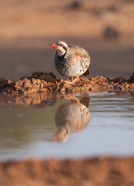 Roodpootpatrijs Alectoris rufa op het Spaanse platteland