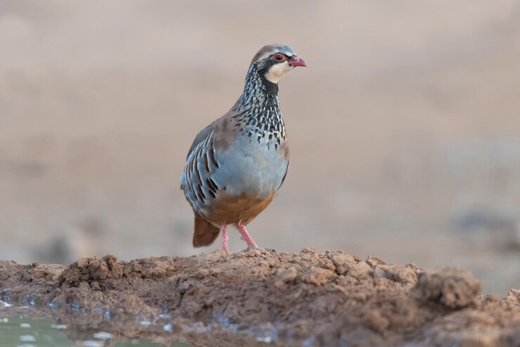 Roodpootpatrijs Alectoris rufa op het Spaanse platteland