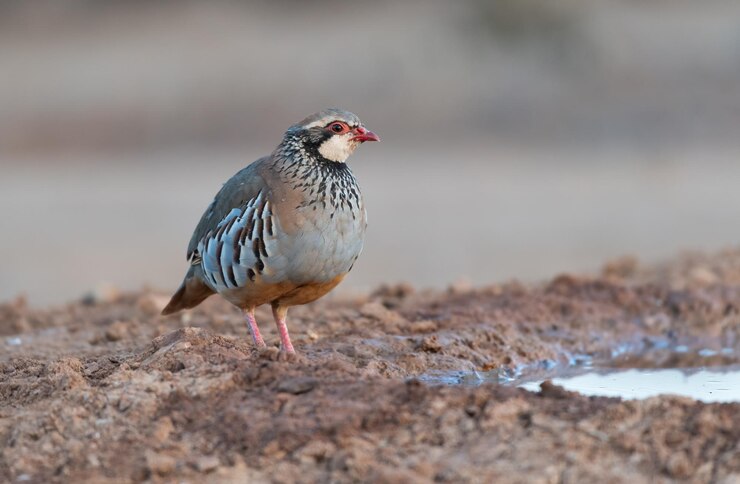 Roodpootpatrijs Alectoris rufa op het Spaanse platteland