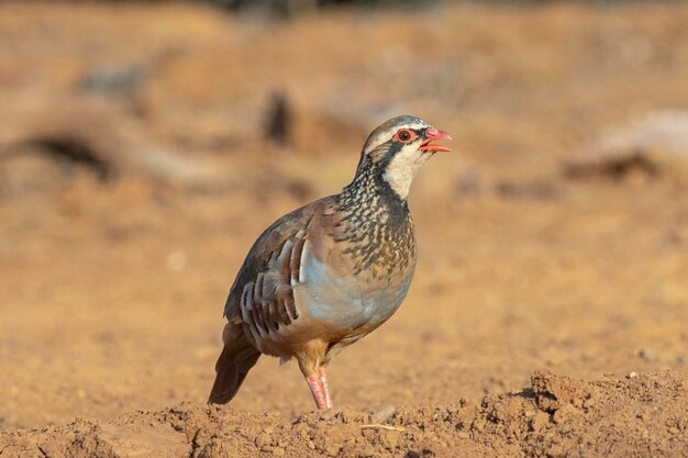 Roodpootpatrijs of Franse patrijs Alectoris rufa Malaga Spanje