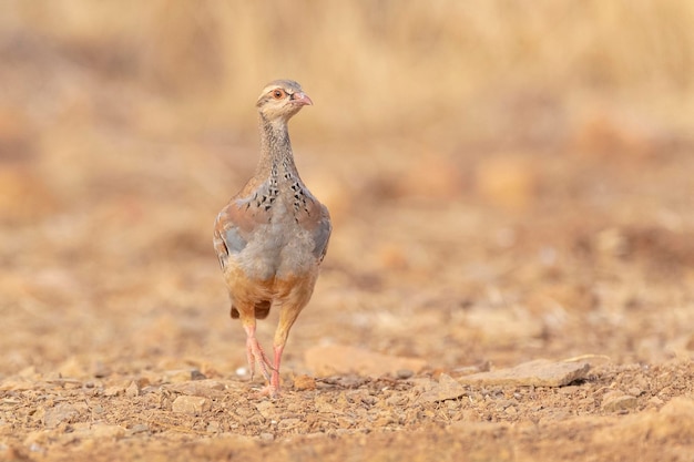 Roodpootpatrijs of Franse patrijs (Alectoris rufa) Malaga, Spanje