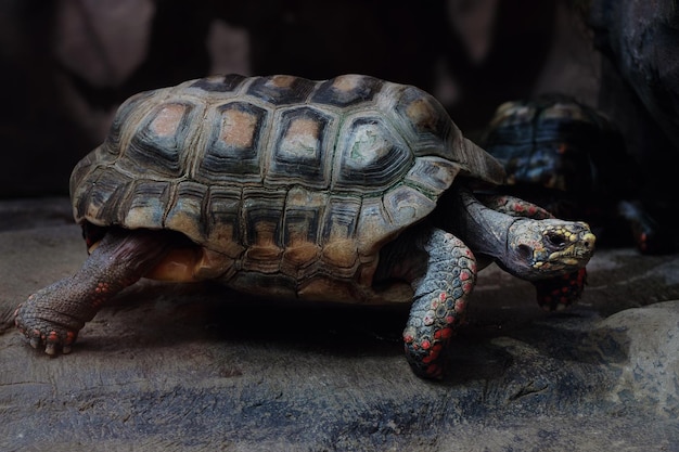 Roodpootschildpad op de rots, Chelonoidis carbonarius