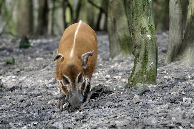 Roodriviervarken (potamochoerus porcus)