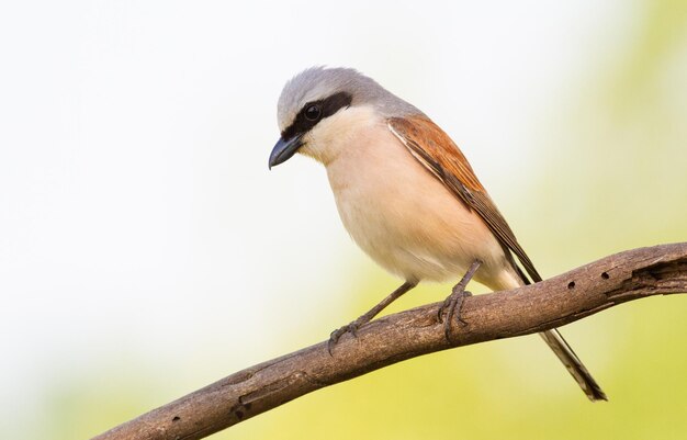 Roodrugklauwier lanius collurio De vogel zit op een oude tak Mannetje close-up